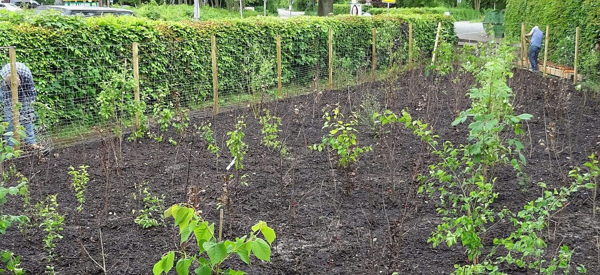 Miyawaki Methode praktisch angewendet im ersten Miywakiwald Deutschlands in Bönningstedt