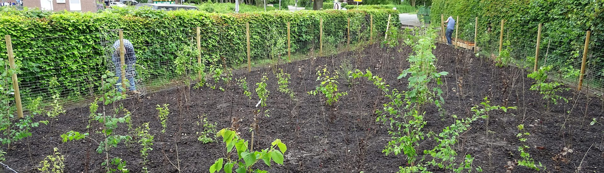 Miyawaki-Methode Miyawaki-Methode praktisch angewendet im ersten Miywakiwald Deutschlands in Bönningstedt