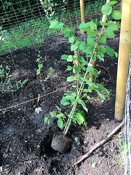 Baum entwendet Aufforsten Klimawandel