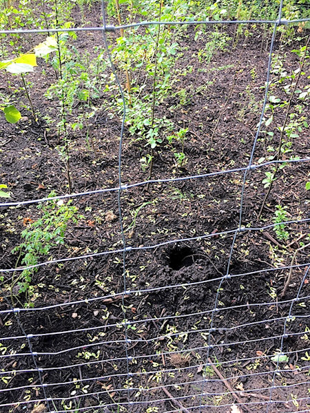 Baum gestohlen Aufforstung