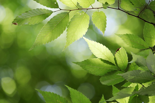 aufforsten-geegn-den-klimawandel.