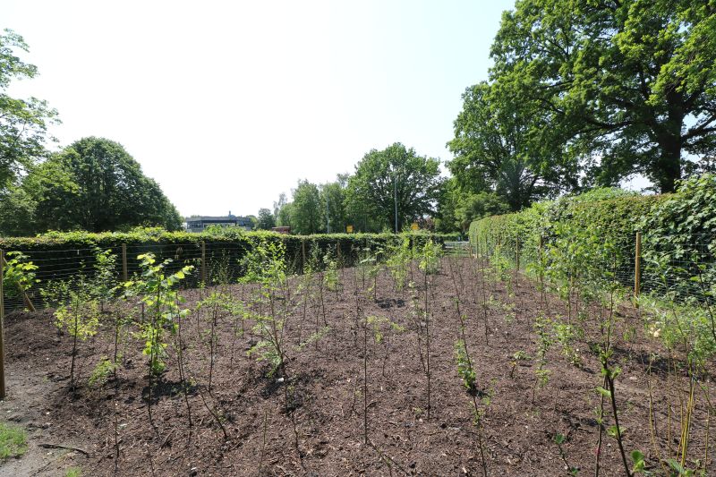 Baumpflanzaktion Bönningstedt Citizens Forests vorher miyawaki