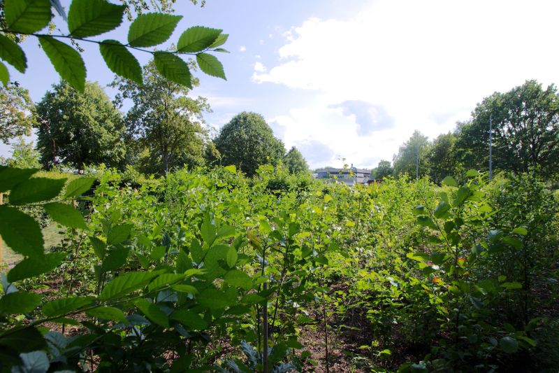 AUFFORSTUNG miyawaki Citizens Forests