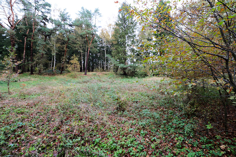 Neue Aufforstungsflöche in Bönningstedt