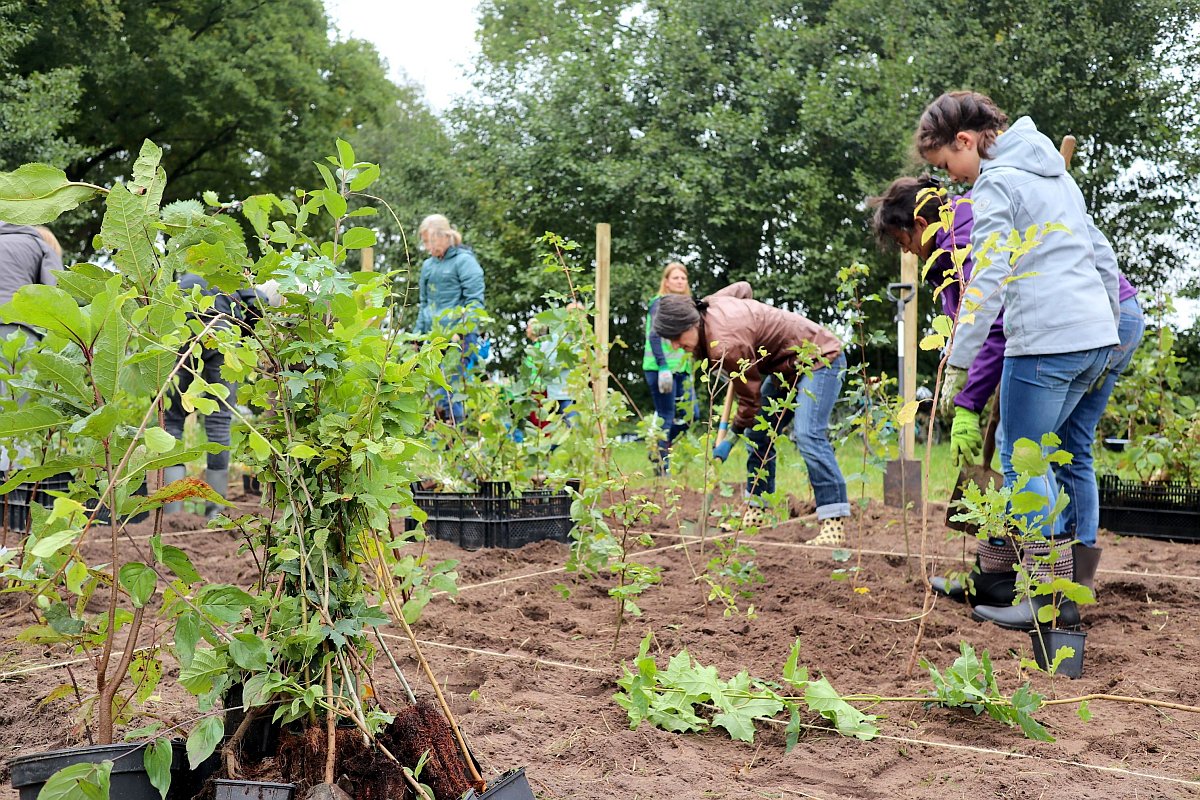 Einheitsbuddeln Citizens Forests Pflanzaktion