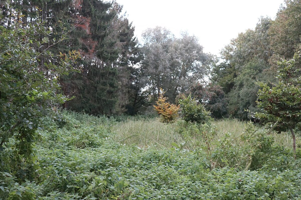 Aufforstungsfläche Hemdingen