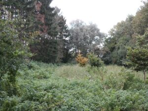 Pflanzaktionen Quickborn und Hemdingen