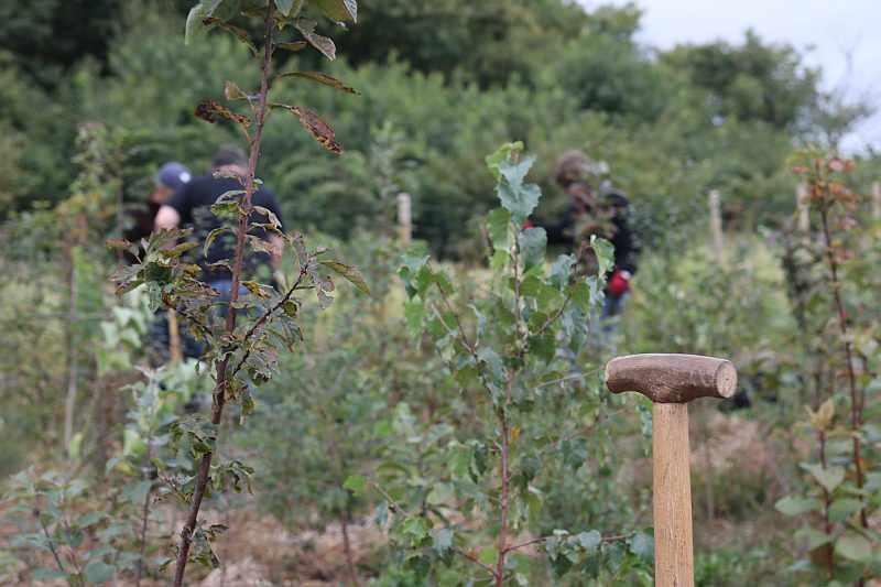 einheitsbuddeln tiny forest 2022