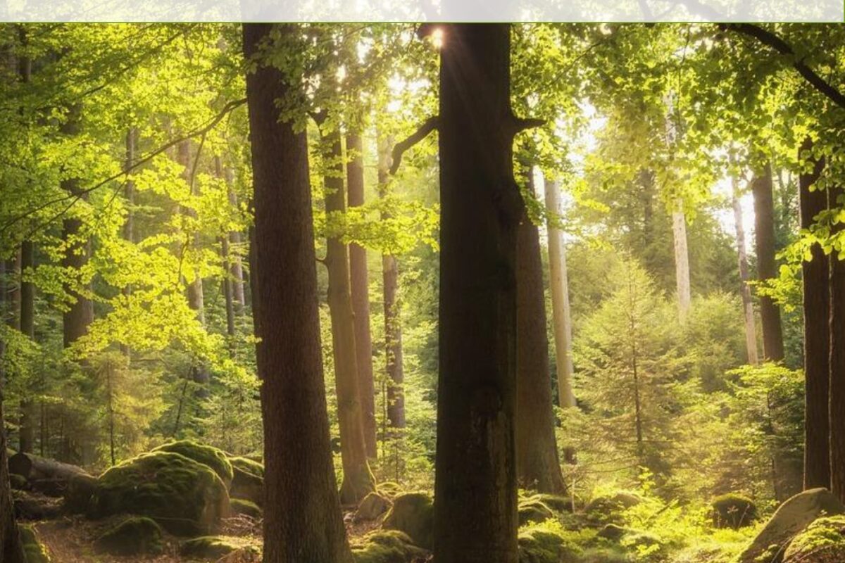 Jahresbericht 2022 Cover