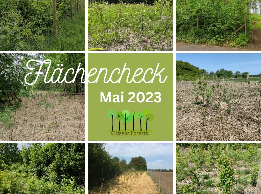 Flächencheck Tiny Forests