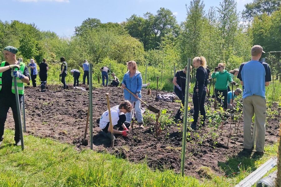 Miniwald in Klein Offenseth Sparrieshoop